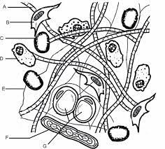 In this connective tissue worksheet, students are given a diagram of connective tissue and they color the major components of the tissue a particular color. Connective Tissue Matrix Coloring