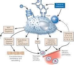 Image result for Mast Cell