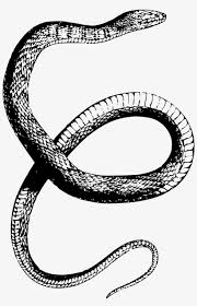 Drawn Snake Snake Png Snake Drawing Transparent Transparent Png 1596x2400 Free Download On Nicepng What breed of snake is this?? drawn snake snake png snake drawing