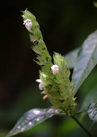 Image result for Justicia betonica