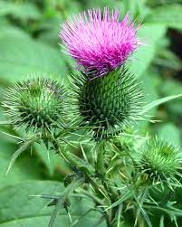Check spelling or type a new query. Common Lawn Weeds And How To Get Rid Of Them