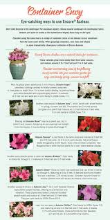 Encore Azalea 101 Your Crash Course On Encore Flower Families Azaleas Flowers Landscape