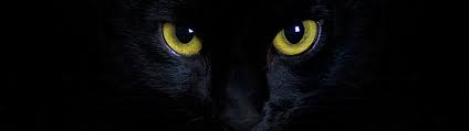 Add your names, share with friends. 15 Fun Black Cat Facts Petco