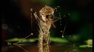 Singapore #1 pest control, bed bugs & termite control company in singapore 100% free no obligation onsite quotation contact us learn. Dragonfly Mosquito Specialists Home Facebook