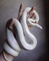 White As Snow Cornsnake Cornsnakes Ratsnake Colubrid Colubrids Colubrid Colubrids Cornsnake Cornsnakes Ratsnake Sno Pet Snake Corn Snake Rat Snake