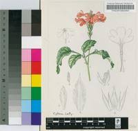 Image result for Crossandra puberula