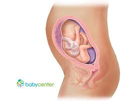 Pin On Fetal Development Week By Week