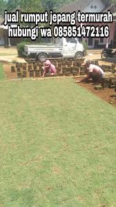 Untuk menghentikan kecenderungan invasifnya, disarankan agar anda. Penjual Rumput Taman Hias Daerah Lawang Malang Termurah Dan Terlaris Rumput Jepang Di Lawang Malang Tahun 2021 Rumput Taman Malang