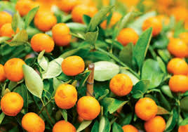 The planting, repotting, care, watering and pruning of kumquat are steps to take to grow a very nice plant. Little Gems Charleston Sc Charleston Magazine