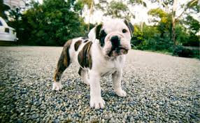 When you pick up a mini bulldog puppy make sure you always put one hand on your mini bulldog puppies bottom. Aussie Bulldog Burke S Backyard