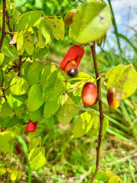 Image result for Rourea coccinea