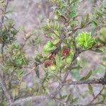 Image result for Vaccinium madagascariense