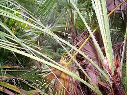 Image result for Acoelorrhaphe wrightii