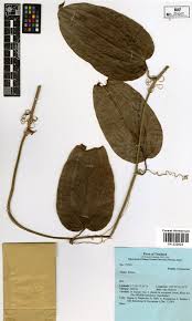 Image result for Smilacaceae