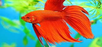 Image result for betta fish