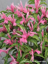 Image result for Justicia scandens