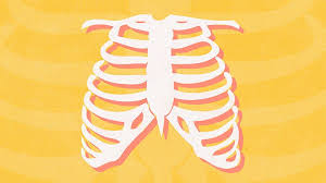 Stomach ribs lungs picture | the lungs are the primary organs of the respiratory system in humans and many other animals including a f. Ankylosing Spondylitis In Ribs Everyday Health