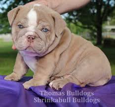 Find english bulldog in dogs & puppies for rehoming | 🐶 find dogs and puppies locally for sale or adoption in ontario : Chocolate And White English Bulldog Puppy Bulldog Puppy Training English Bulldog Puppies Bulldog Puppies