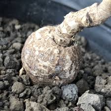 Image result for Monadenium discoideum