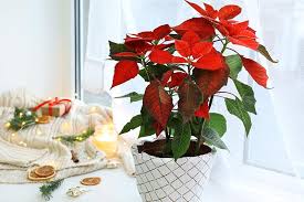 Check spelling or type a new query. Are Poinsettia Plants Poisonous Gardener S Path