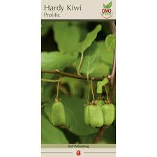 Image result for Actinidia