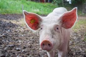 Ever wonder what are the islamic reasons for why pork is haram in islam? Why Did God Create Pigs Then Forbid Eating Pork About Islam