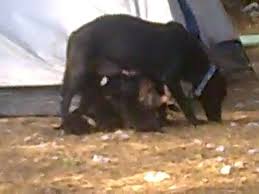 Abuu Yok Boyle Ana Yuregi 7 Tane Yavrusunu Emziren Anne Kopek Ve Deniz Tabii Dailymotion Video