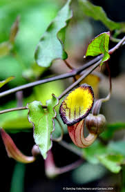 Image result for Aristolochia promissa