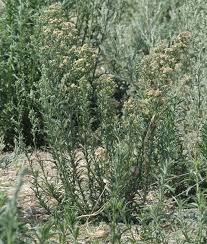 Image result for Erigeron bonariensis