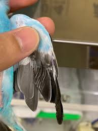 羽の様子がいつもと違う - おおさか鳥の病院 - 大阪市天王寺区