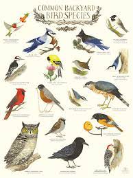 Common Backyard Bird Species Infographic Poster By Diana Sudyka Bird Species Bird Poster Bird Pictures