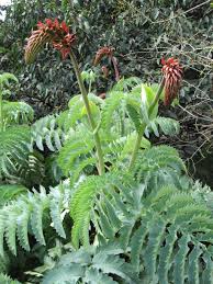 Image result for Melianthaceae