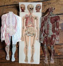 Explore the anatomy systems of the human body! C 1902 Human Anatomy Lithograph Pop Up Print Original Antique Medical Interactive 3d Chart Male Body Human Anatomy Anatomy Vintage Medical