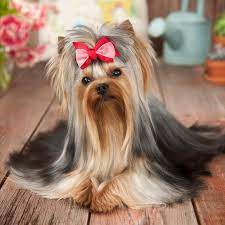 Some need firm training, but they are fiercely loyal. 10 Long Haired Dog Breeds Bechewy