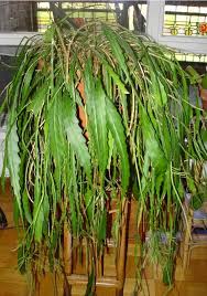 Caring for this plant can be a bit tricky as you need to take care not to overwater or underwater it. Orchid Cactus Care