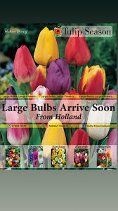 A bulb planting tool or auger makes quick work of planting large quantities of bulbs. Bulbs From Holland Home Facebook