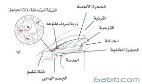 مؤسسة إبصار الصحية الجلوكوما الغلوكوما المياه الزرقاء الزرق الماء الاسود في العين اللص الصامت