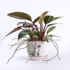 Tổng quan về Trầu bà đế vương - TREEOTEK