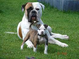 American Bulldog American Bulldog Puppies Bulldog Puppies French Bulldog Puppies