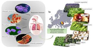 Image result for Eriosema pentaphyllum