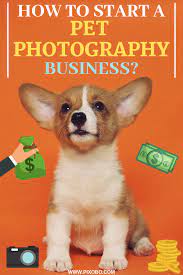 How To Start A Pet Photography Business Pet Photography Business Pet Photography Studio Animal Photography