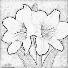 Zoom In Georgia O Keeffe Flowers Georgia Okeefe Paintings Flower Artwork Georgia O Keeffe