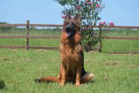 Pin By Bjp On Gsd Long Coat German Shepherd Dog Rocks German Shepherd Dogs