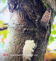 There's a new pest control lancaster pa facebook page, and dominion has it. 84 Pest Control Lancaster Pa Ideas Bad Bugs Lancaster Pa Pest Control