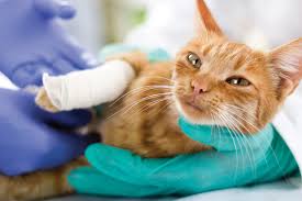 This is a huge cause of stress for many vets. The Real Costs Of Treating Cat Injuries And Diseases Catster