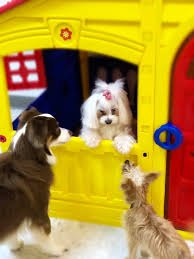 Full service pet grooming since 1997. Preppy Pet Naples Home Facebook