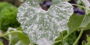 Powdery Mildew Of Cucurbits | Greenlife | 2026 Update