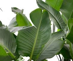 Image result for Strelitzia