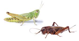 Free shipping & the largest selection of grasshoppers shoes for women at grasshoppers.com. Are Crickets And Grasshoppers Related Arrow Exterminating