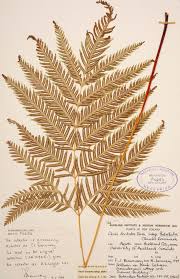 Image result for Pteris dentata